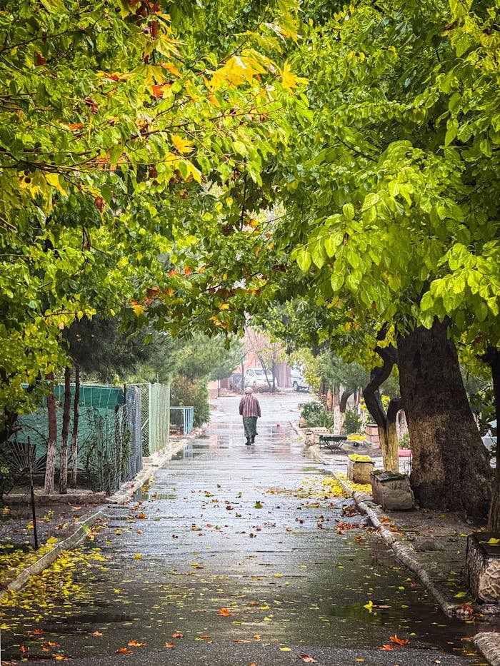 A peaceful path under lush trees after rain in Fergana, Uzbekistan.